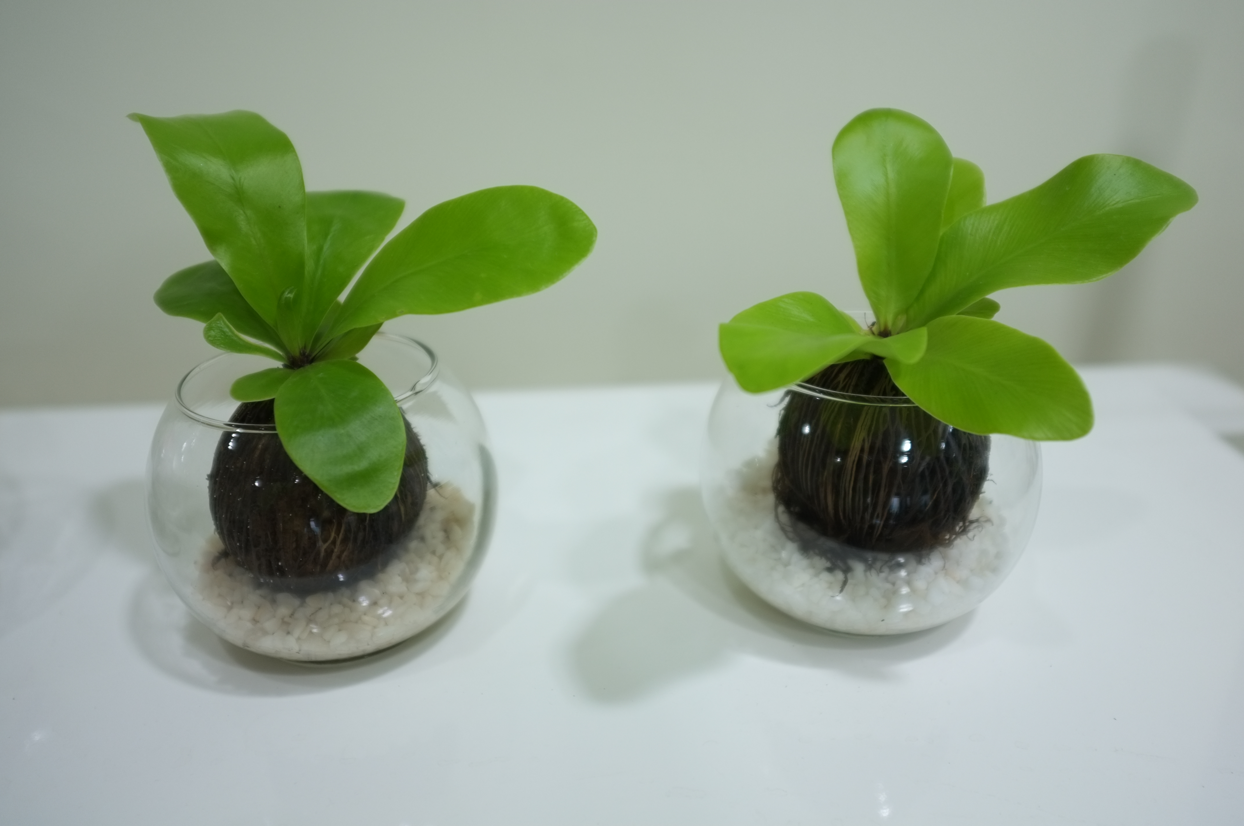  Small  Plants  for Home  Deco GARDENING IS FUN